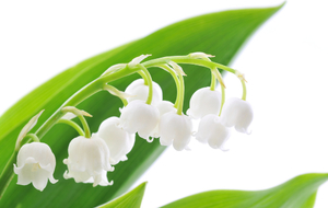 TIR DU MUGUET